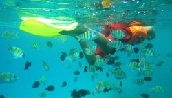 Ikan-ikan Cantik di Pulau Rubiah