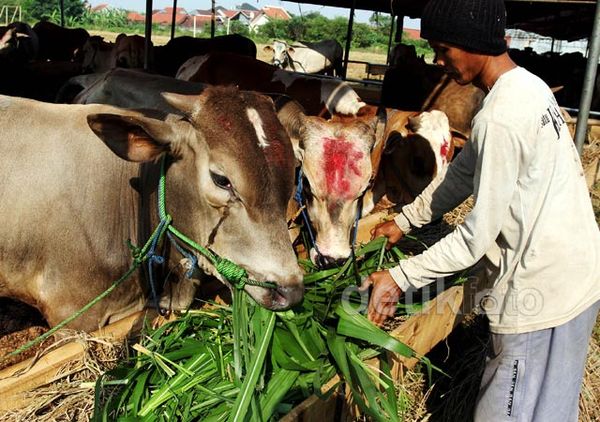 Harga Sapi Kurban Naik