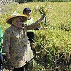 Wali Kota Risma Panen Raya Padi di Semolowaru Bahari