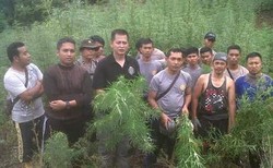 Polisi Temukan 10 Hektare Ladang Ganja di Mandailing Natal Sumut