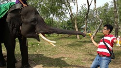 Di Way Kambas, Bisa Main Bareng Gajah