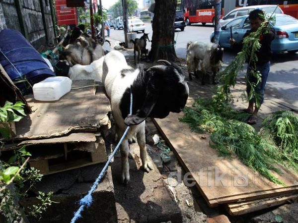 Penjual Hewan Kurban Makan Trotoar