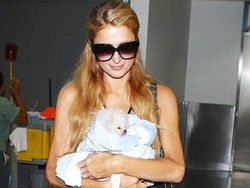 Ini Dia Anjing Seharga Rp 154 Juta Milik Paris Hilton