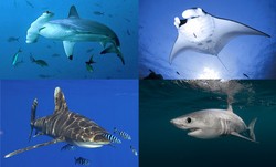 Catat! Hiu dan Pari Manta Kini Resmi Dilindungi