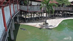 Duh! Nenek di Thailand Bunuh Diri dengan Loncat ke Kandang Buaya