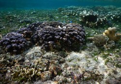 Bunaken Tidak Hanya Indah di Lautnya