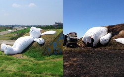 Dahulu Bebek, Kini Kelinci Raksasa Terbakar di Taiwan