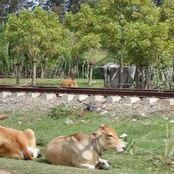 Mangkrak 11 Tahun, Rel KA Lhokseumawe Jadi Tempat Nongkrong Sapi