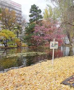 Kawaii! Pesona Musim Gugur di Jepang