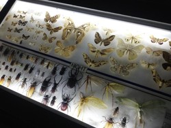 Main Bareng Kupu-kupu di Penang Butterfly Farm
