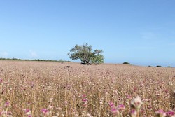 Bukan Maladewa atau Mediterania, Inilah Rote di Indonesia!