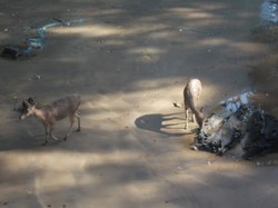 Sst... Ada Rusa Berkeliaran di Pantai Pangandaran