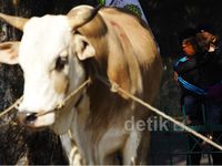 Jelang Idul Adha, Harga Hewan Kurban Naik