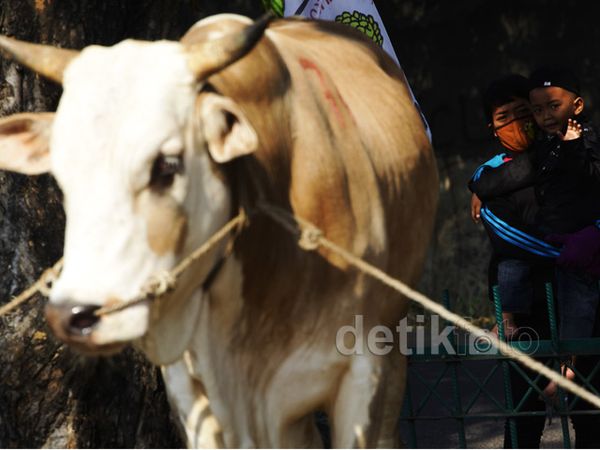 Jelang Idul Adha, Harga Hewan Kurban Naik