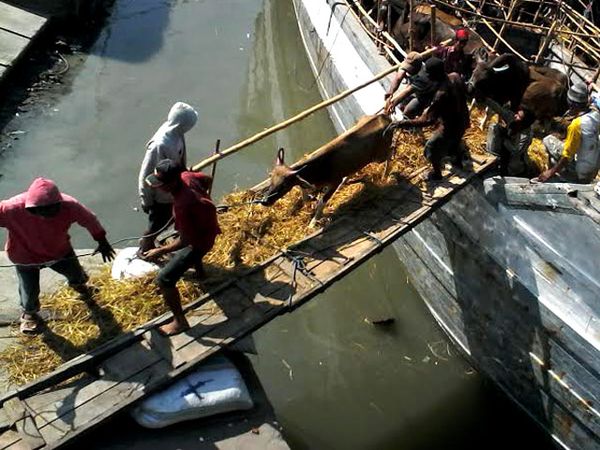 KLM Nusantara Akhirnya Bisa Bongkar Muat Sapi-sapinya