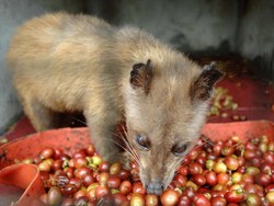 Karena Fermentasi Dalam Pencernaan Luwak, Kopi Jadi Lebih Enak