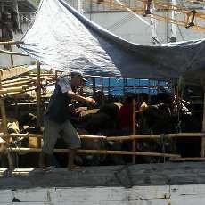 KLM Nusantara Indah Tak Bisa Bongkar Muat, 13 Sapi Mati Kepanasan