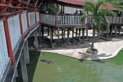 Diduga Karena Depresi, Nenek Akhiri Hidup dengan Melompat ke Kolam Buaya