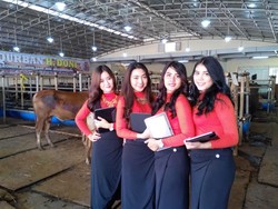 SPG Cantik Jual Sapi Qurban, Biasa dengan Bau Kotoran Sapi dan Pecinta Hewan