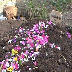 Isak Tangis Warnai Pemakaman Sopir Karunia Bakti