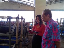 Pakai Tablet dan Tongkat, SPG Cantik Layani Pembeli Sapi Qurban
