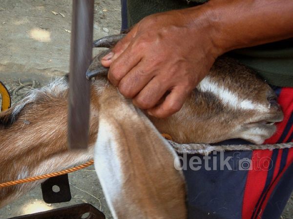 Salon Khusus Kambing, Dongkrak Harga Jual