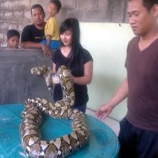 Warga Sidoarjo Tangkap Sanca Kembang di Gudang Plastik