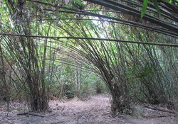 Banyuwangi Punya Hutan Bambu yang Magis