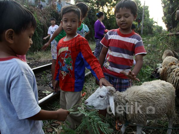 Anak-anak Memberi Makan Hewan Kurban di Pinggir Rel