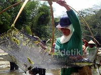 Tradisi Gebyuk Iwak Saat Musim Kemarau