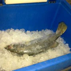 Ini Wilayah-wilayah yang Rawan Pencurian Ikan di Indonesia