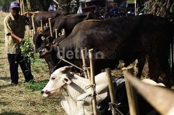 Dokter Hewan: Hewan Kurban Punya Perasaan, Jangan Potong Dekat Temannya