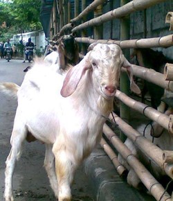 Empedu Kambing Diincar Saat Kurban, Bikin Pria Makin Perkasa?
