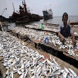 Ini Bahayanya Bila RI Masih Impor Ikan Asin dari Singapura