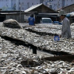 Indonesia Impor Ikan Asin dari Negara-negara Ini