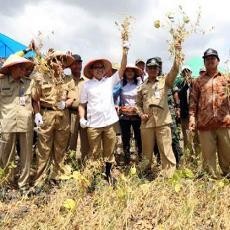 Panen Raya, Produktivitas Kedelai Banyuwangi Tertinggi di Indonesia