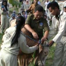 Ini Alasan Pemprov DKI Larang SD di Jakarta Lakukan Pemotongan Hewan Kurban