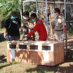 Eks Sarimin Dilepas ke Hutan Cikepuh Sukabumi