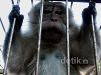 Eks Sarimin Dilepas ke Hutan