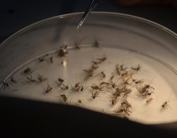 Atasi Demam Berdarah, UGM Perluas Pelepasan Nyamuk Ber-Wolbachia