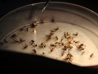 Melihat Insektarium Nyamuk Berwolbachia di EDP UGM