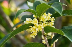 Semerbak Harum Osmanthus Tandai Datangnya Musim Gugur