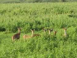 Ada Afrika di Ujung Timur Jawa