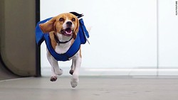 Guk Guk! Anjing Ini Kembalikan Barang Ketinggalan di Pesawat