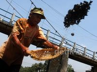 Mencari Pasir di Katulampa yang Kering Kerontang