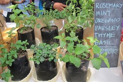 Eat Local Mulai Promosikan Bahan Pangan Lokal di Jakarta Hari Ini