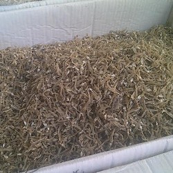 Lebih Mahal Rp 10.000/Kg, Teri Impor Thailand Lebih Laku dari Teri Lokal