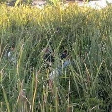 Pelaku Jambret Belum Tertangkap, Rawa di Kalijudan Madya Dijaga