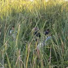 Pelaku Jambret Dikepung Polisi Saat Kabur Masuk Rawa-rawa