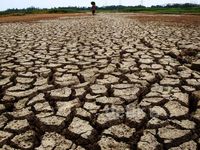 Musim Kemarau, Sawah di Banyumas Mengering